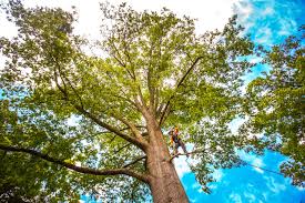 Best Tree Preservation Services  in Mountain Lake Park, MD