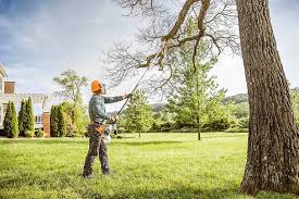 Best Root Management and Removal  in Mountain Lake Park, MD