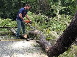 Best Arborist Consultation Services  in Mountain Lake Park, MD