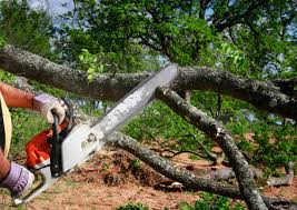 Best Seasonal Cleanup (Spring/Fall)  in Mountain Lake Park, MD