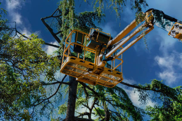 Best Utility Line Clearance  in Mountain Lake Park, MD