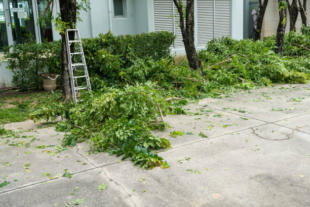 Best Tree and Shrub Care  in Mountain Lake Park, MD