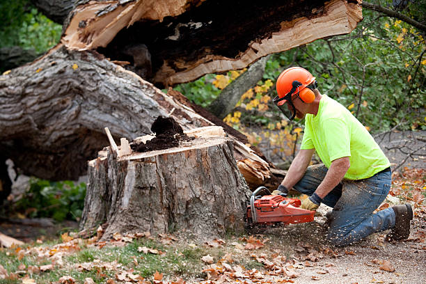 How Our Tree Care Process Works  in  Mountain Lake Park, MD