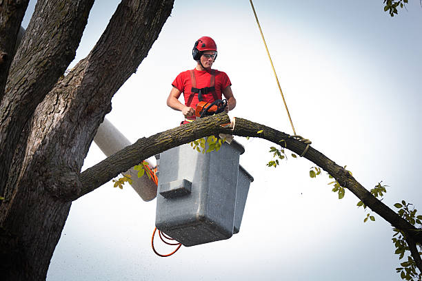 Best Storm Damage Tree Cleanup  in Mountain Lake Park, MD