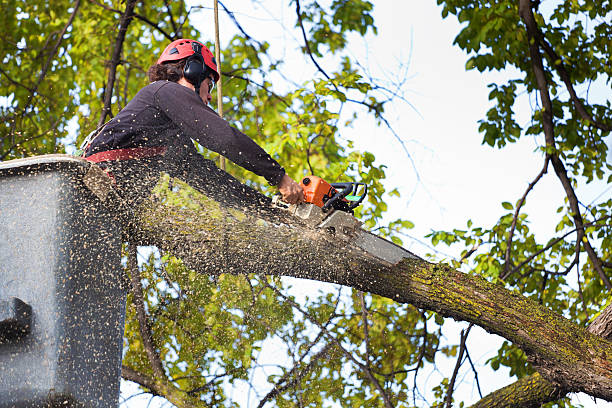 Best Firewood Processing and Delivery  in Mountain Lake Park, MD
