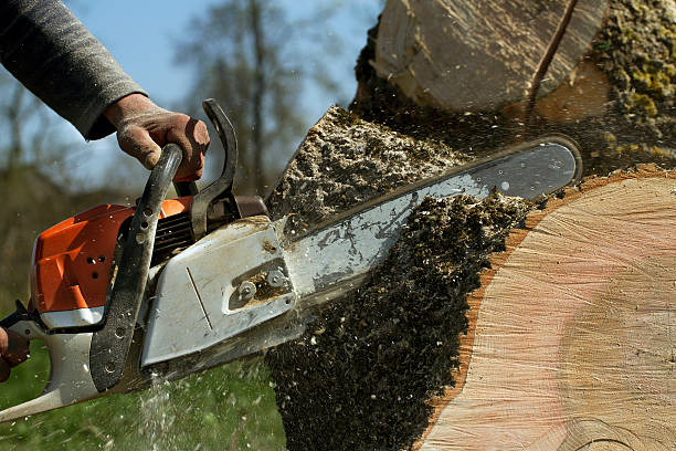 Best Lawn Pest Prevention  in Mountain Lake Park, MD